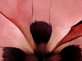 fleur du mal